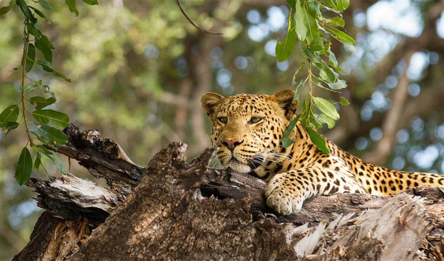 Chobe National Park Wildlife