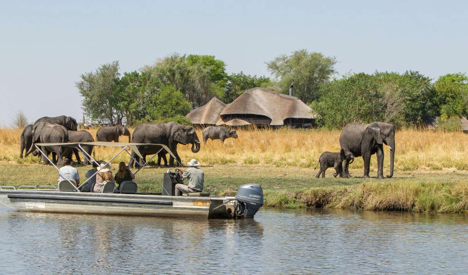 Chobe National Park Safari