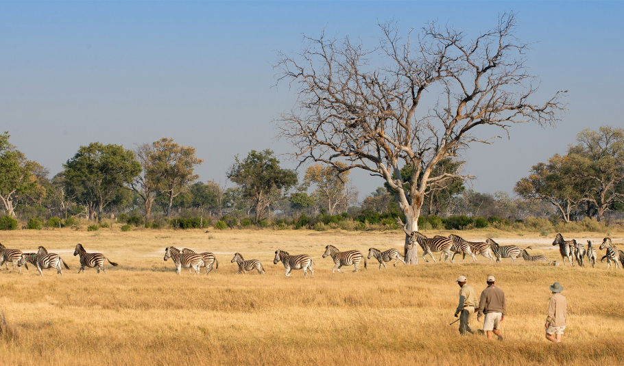 Guided Okavango Delta Walking Safari