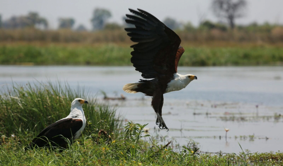 Okavango Delta Birding Safari