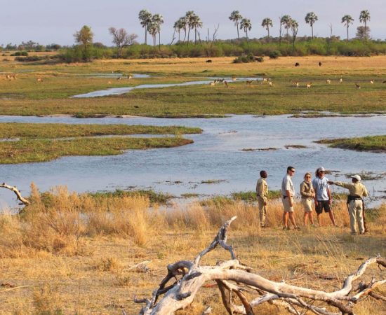 Okavango-Delta-Walking-Safari
