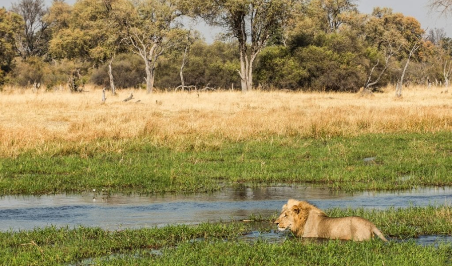 Okavango Delta Wildlife