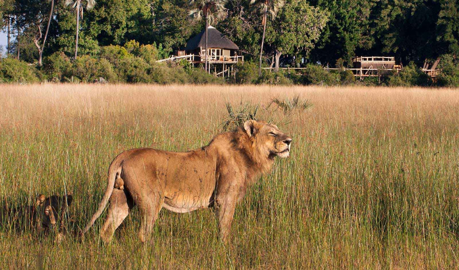 Okavango Delta Wildlife