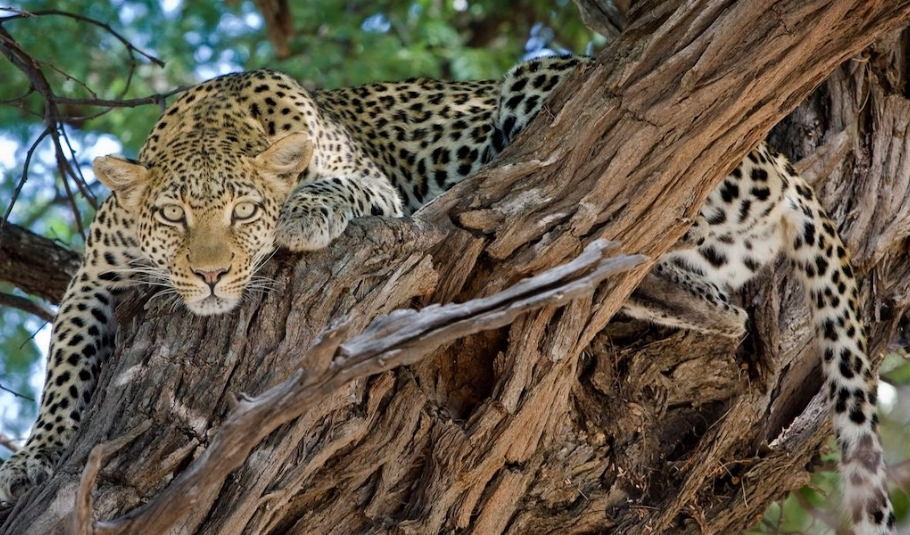 Botswana Safari Tours