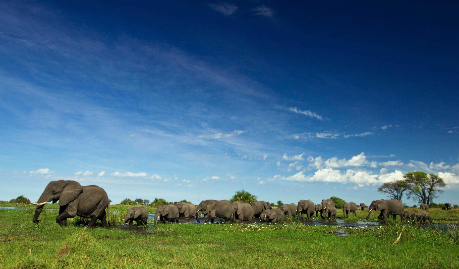 Safari In Botswana 