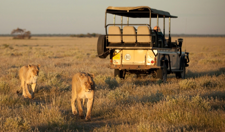 Botswana Safari