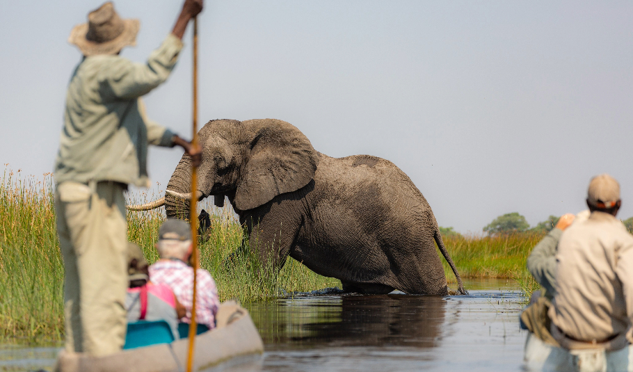 Okavango Wildlife