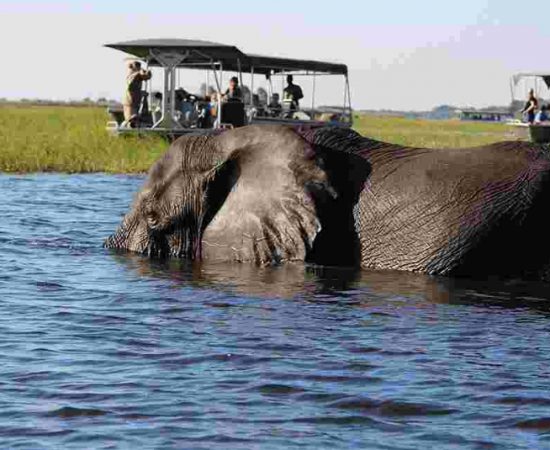 Things To Do In And Around Chobe National Park