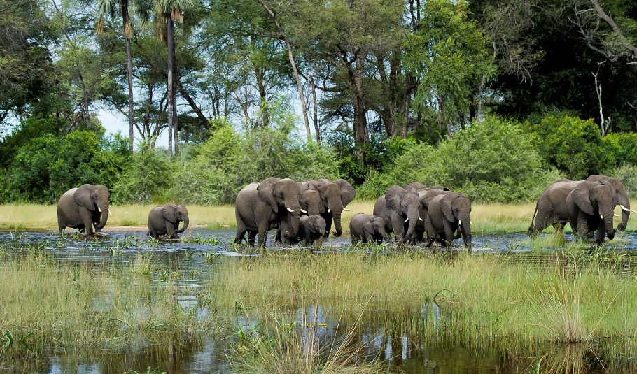 Botswana Safari Tours