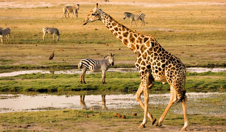 Botswana Safari