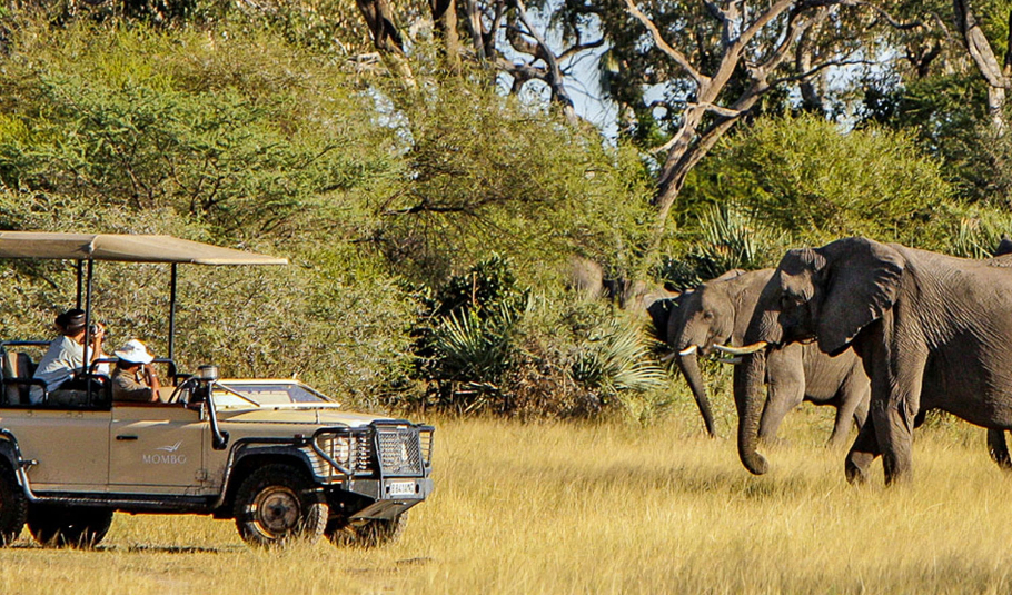 Wildlife Safari Botswana