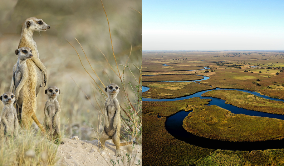 Botswana Safari