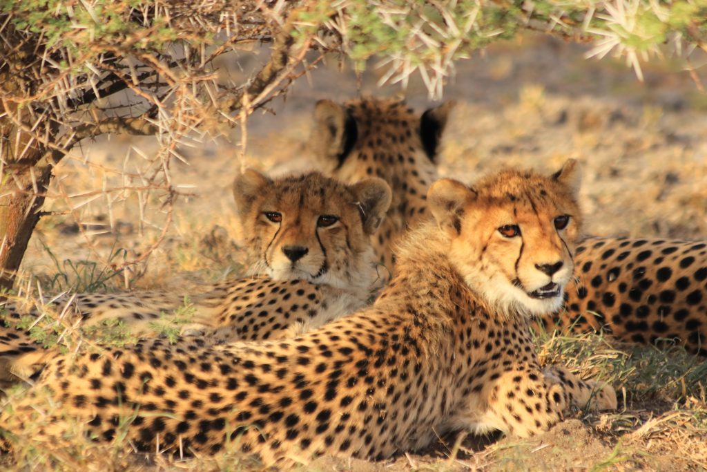 Botswana Wildlife