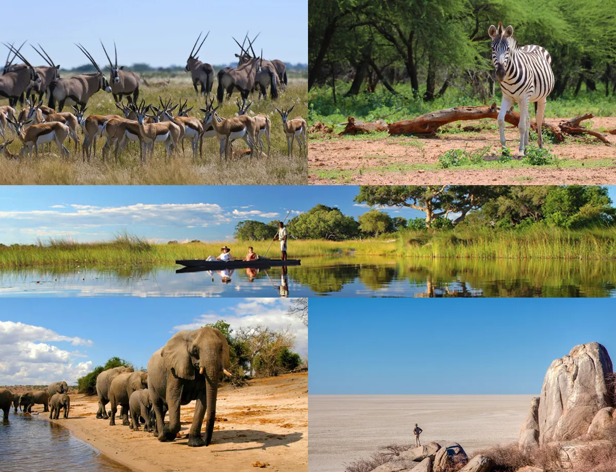 Botswana Special Offers || Falcon Safaris