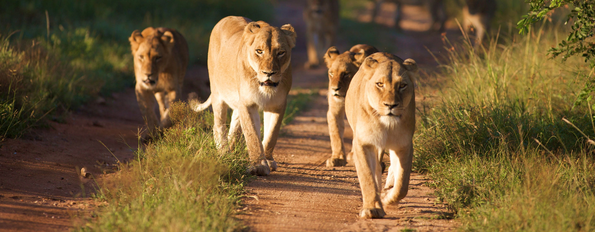 10 Day Cape Town and Kruger Park Golf Safari