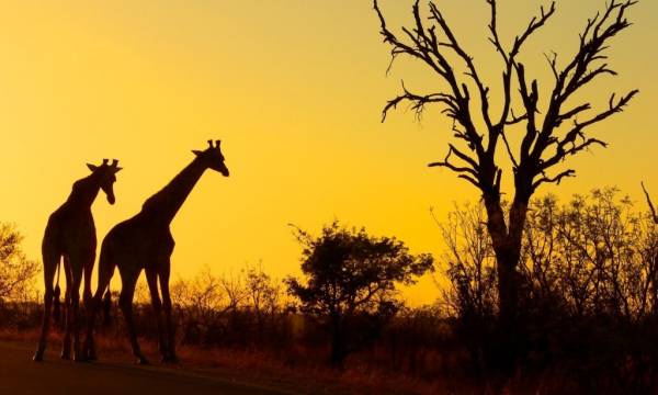 10 Day The Classic Namibia Safari