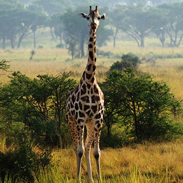 10 Days Uganda Safari