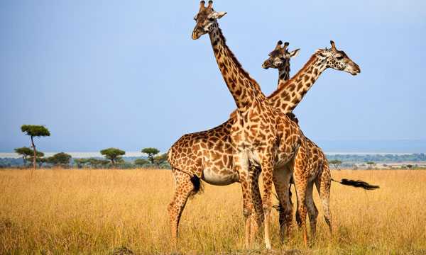 11 Days African Wildlife Adventure