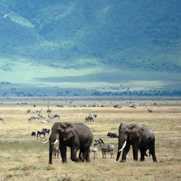 11 Days Classic Tanzania Safari