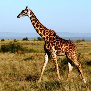 11 Days Classic Tanzania Safari