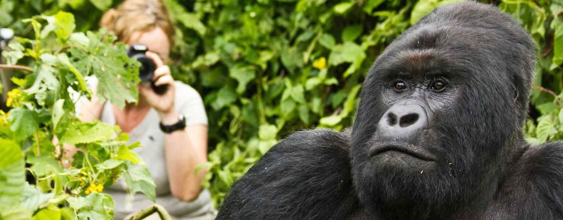 11 Days Gorilla, Chimpanzee, and Volcan Trekking Adventure