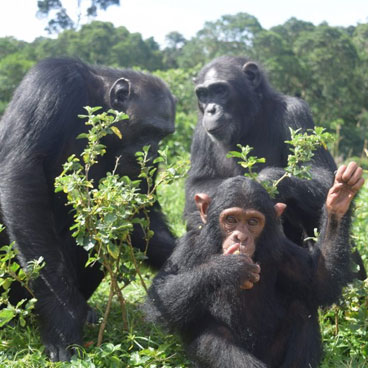 11 Days Gorilla, Chimpanzee, and Volcan Trekking Adventure