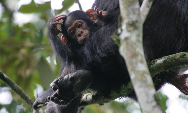 11 Day Gorilla, Chimpanzee and Volcan Trekking Adventur