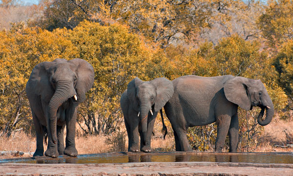 12 Day Botswana Self-Drive Suv Safari, Makgadikgadi, Caprivi, Chobe & Vic Falls