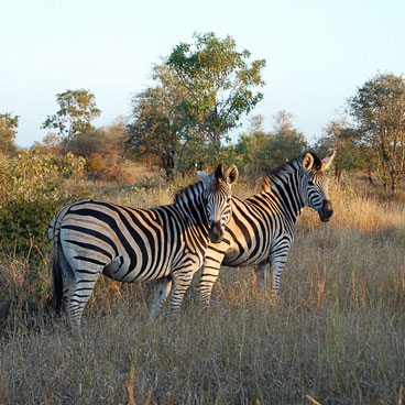 12 Day Highlights of Southern Africa Safari