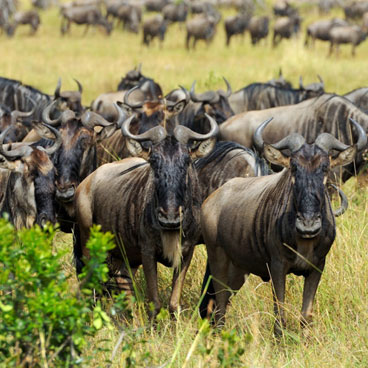 12 Days Great Migration Safari in Tanzania