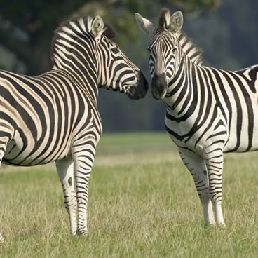 12 Days Great Migration Safari in Tanzania