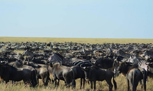 12 Great Migration Safari in Tanzania