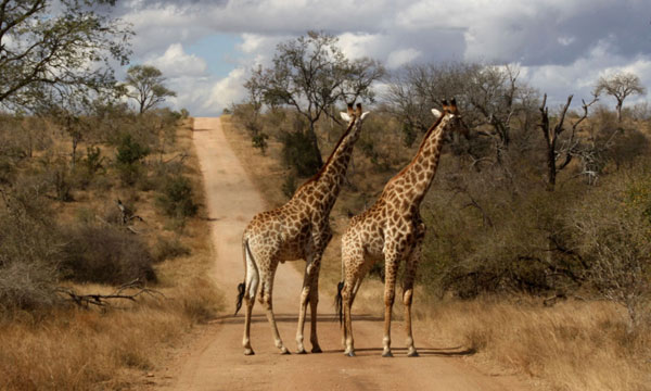 13 Day Kruger and Mozambique Honeymoon