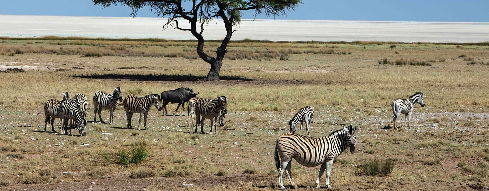16 Day Namibia Safari - Etosha National Park, Sossusvlei