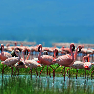 2 Days Great Rift Lakes Safaris
