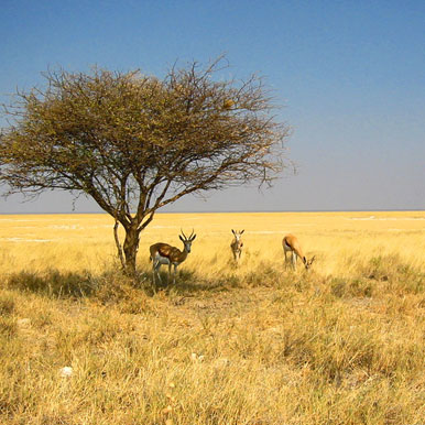 20 Day Africa Safari Tour