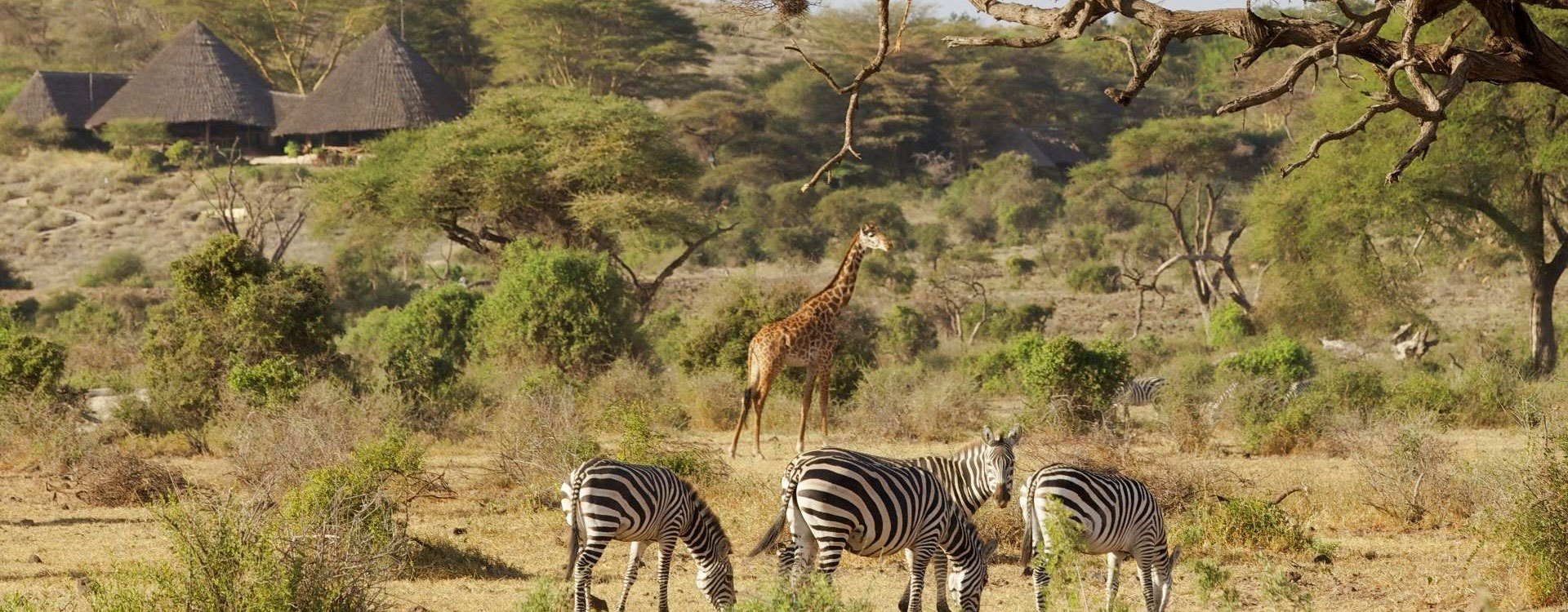 3 Days Amboseli Safari