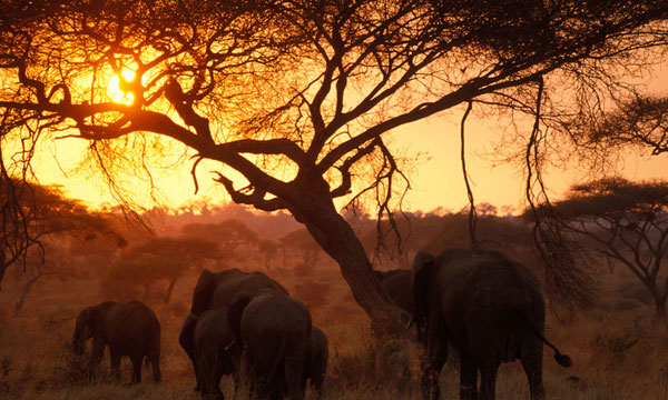 3 Days Elephant Safari