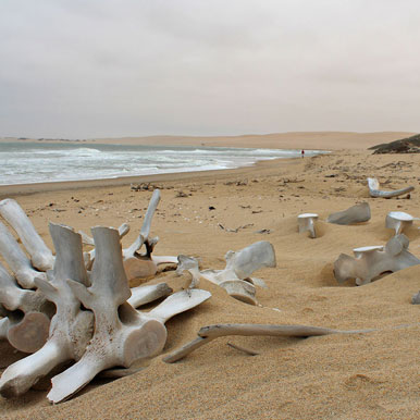 4 Day Skeleton Coast Safari Combined With Sossusvlei