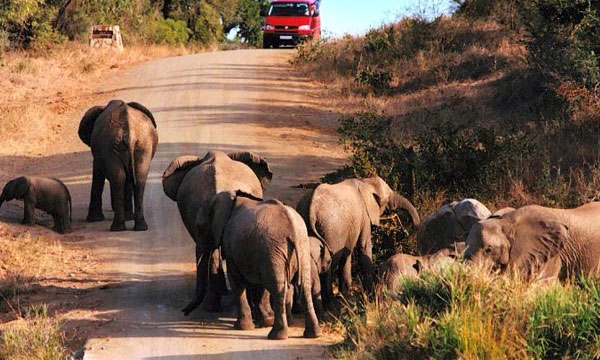 4 Day Experience Kruger National Park