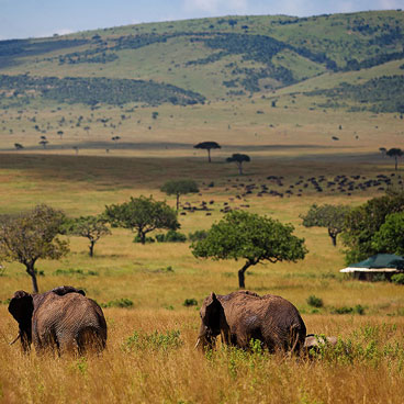 3 Days Kenya Fly-In Safari to Masai Mara Reserve