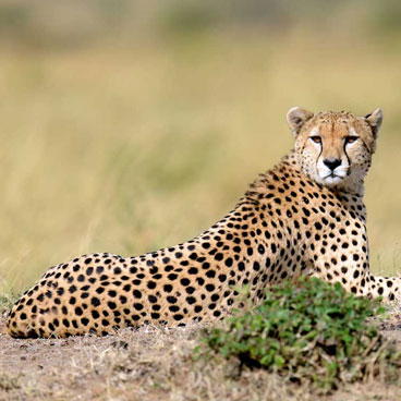 4 Days Unspoiled Serengeti Safari