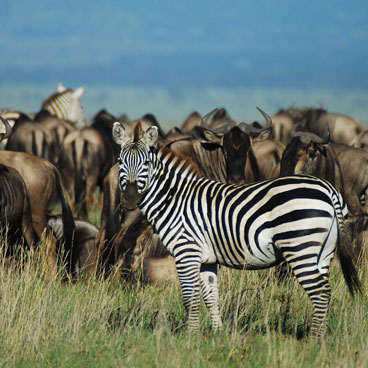 4 Days Unspoiled Serengeti Safari