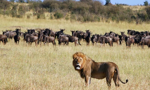 4 Day Unspoiled Serengeti Safari