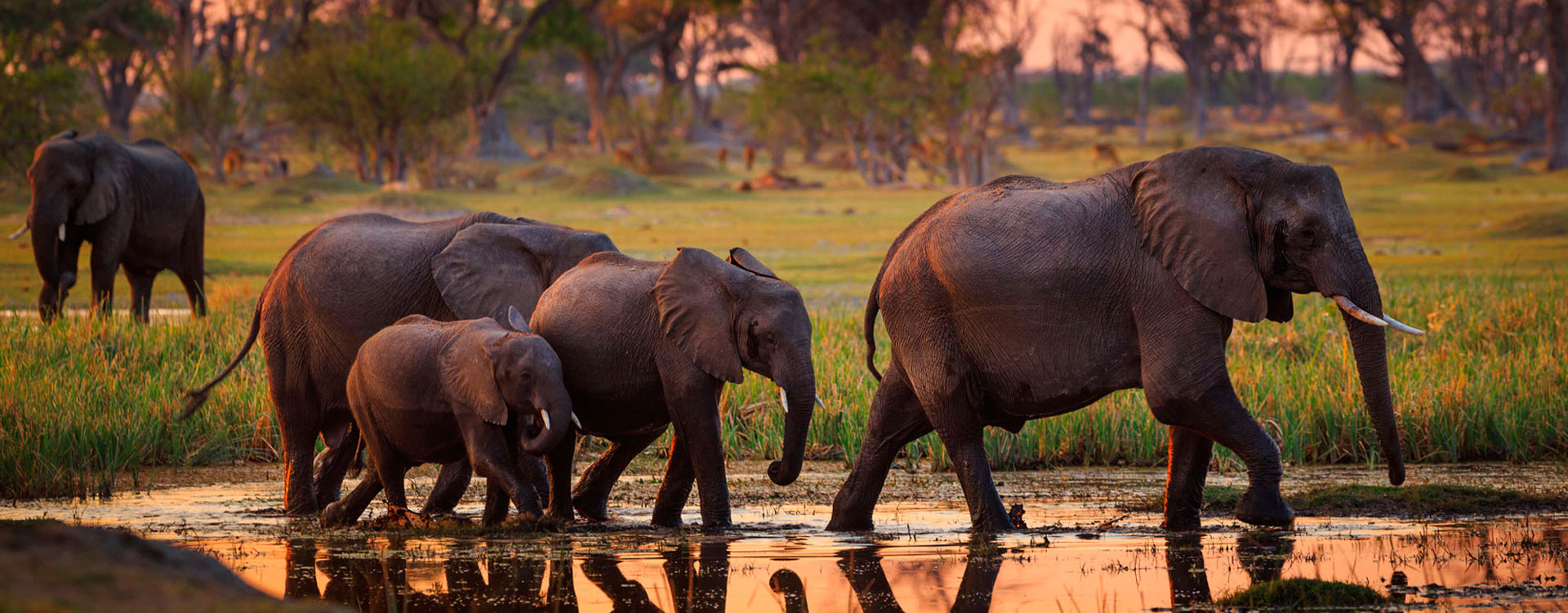 Luxury Chobe & Okavango Safari Package