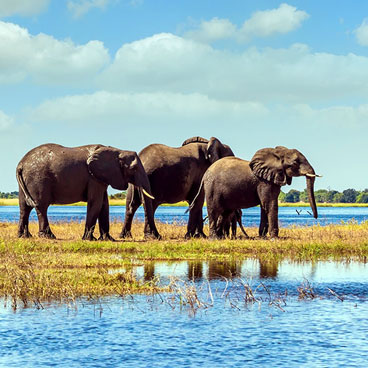 Classic Okavango - Savuti Fly-in Safari Tour
