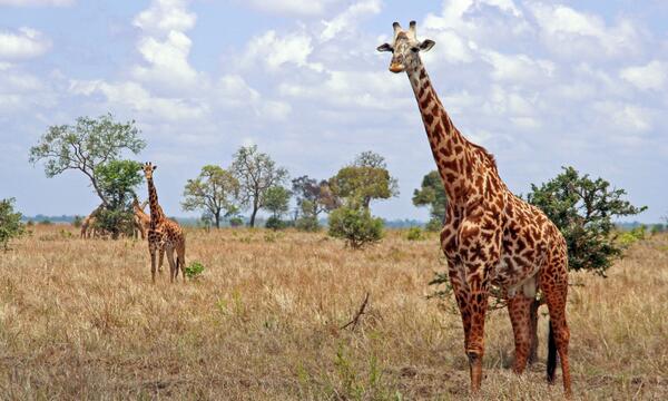 5 Day Kibale & Bwindi Safari