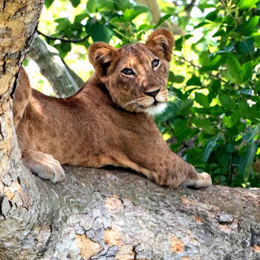 8 Days Wildlife on your Doorstep Safari