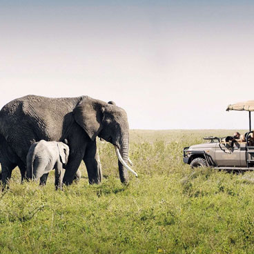5 Day Ultimate Moremi & Okavango Delta Safari Tour
