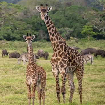 6 Days Classic Serengeti Family Odyssey